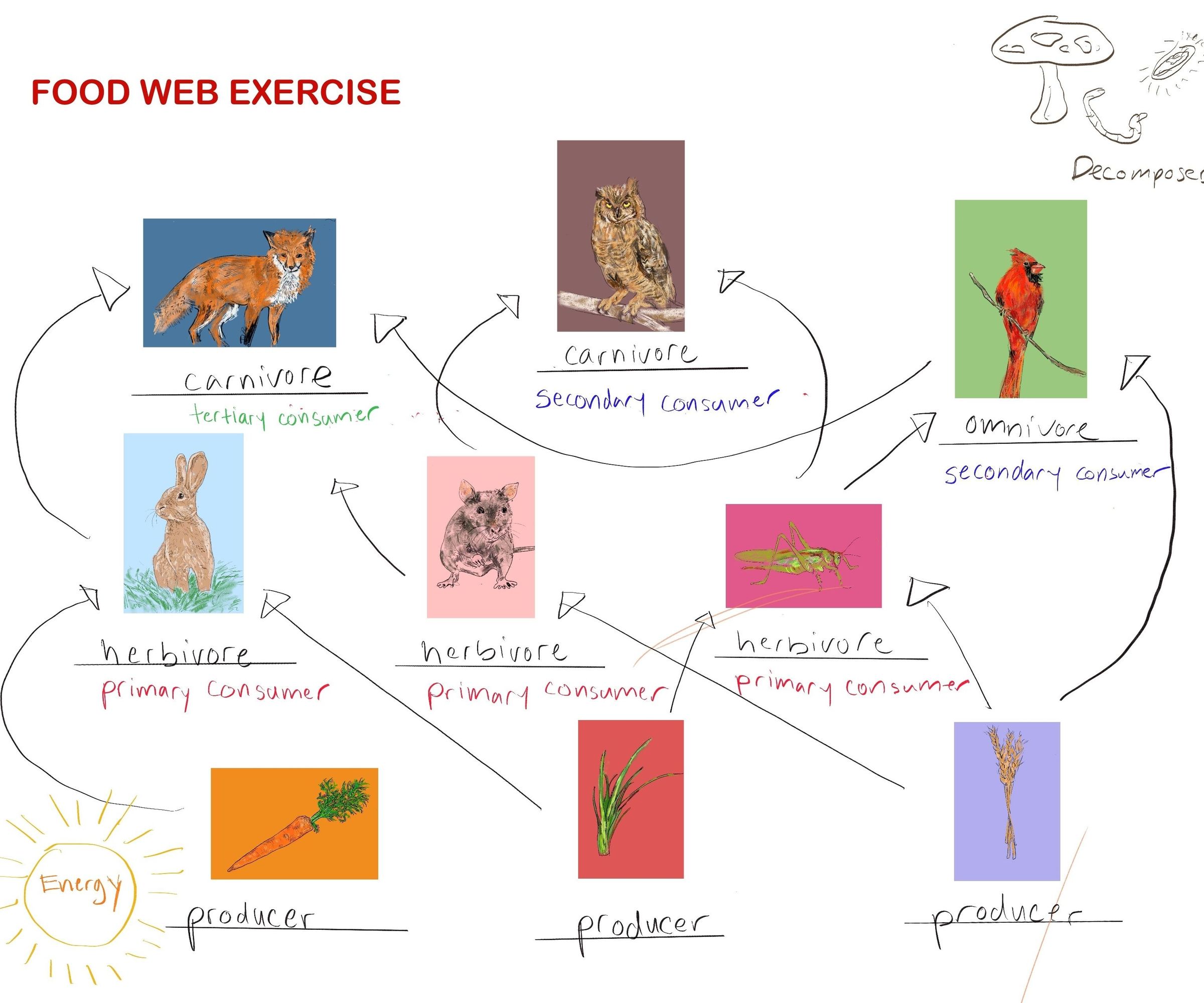 Food Web Activity- Kinesthetic and Visual  Learning 