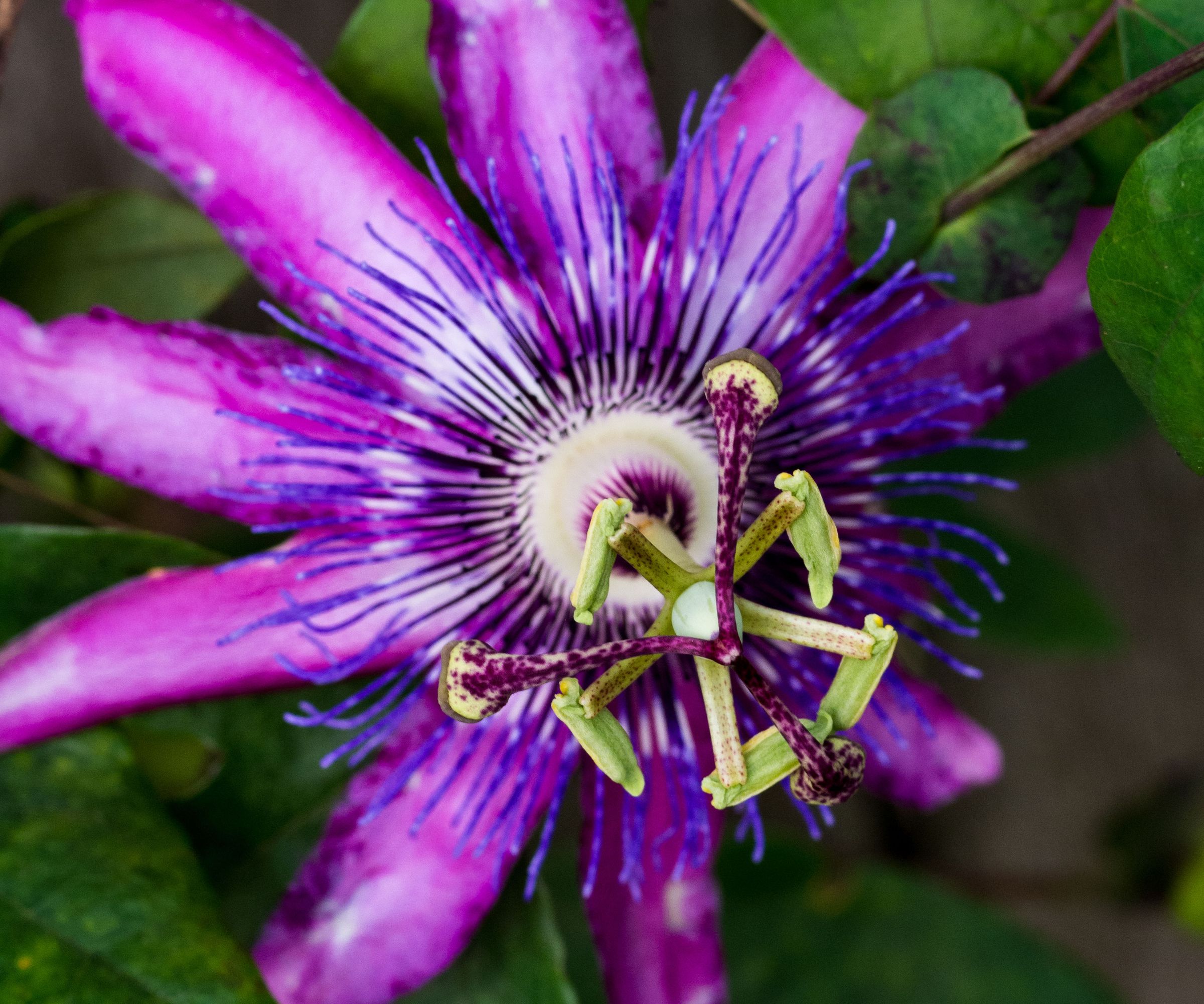 Flower Photography