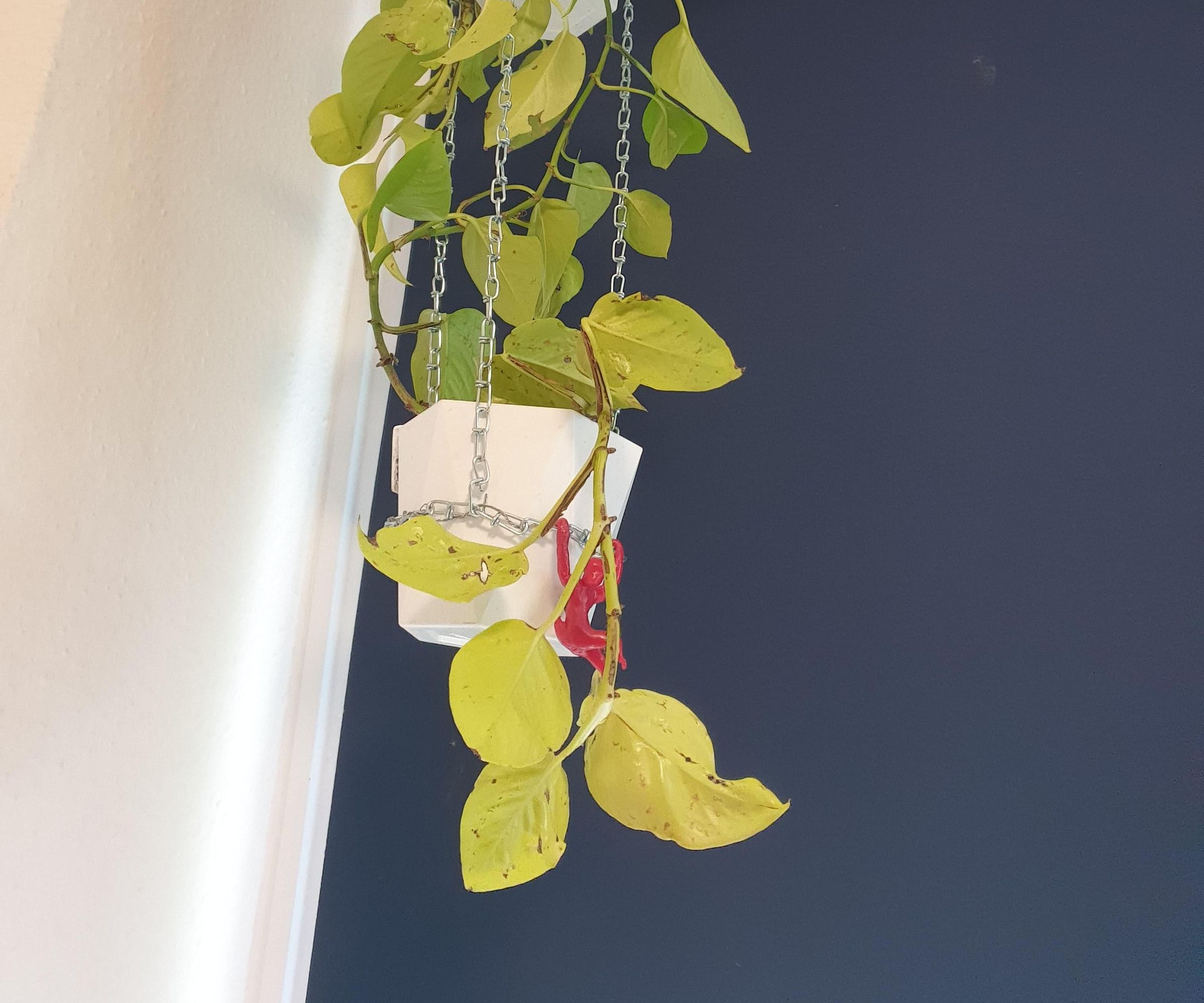 Hanging Baskets Chain
