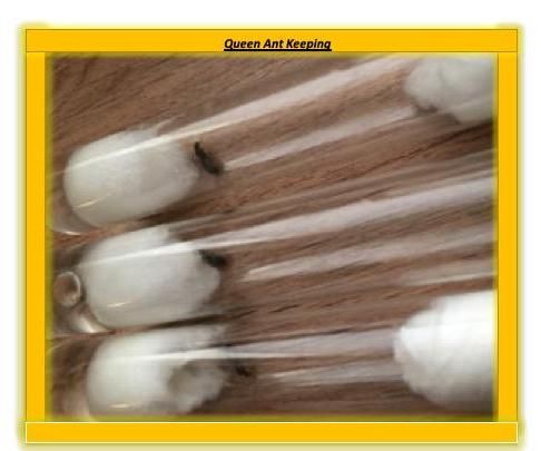 Starting Your Ant Colony