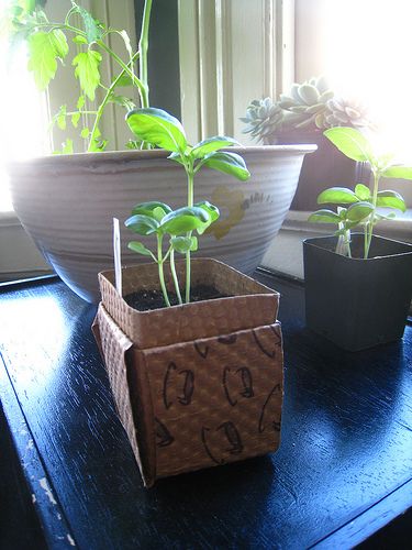 Coffee Sleeve Transplant Pots