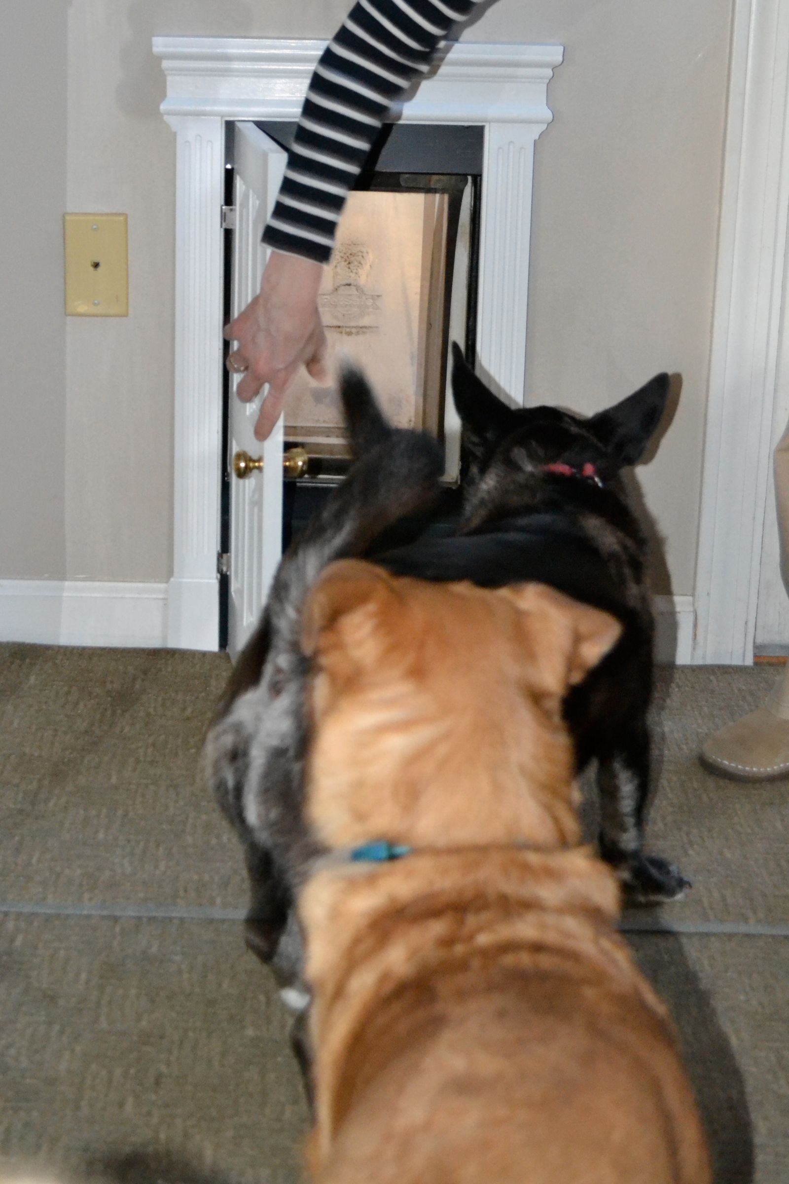 High Class Dog Door Instructables