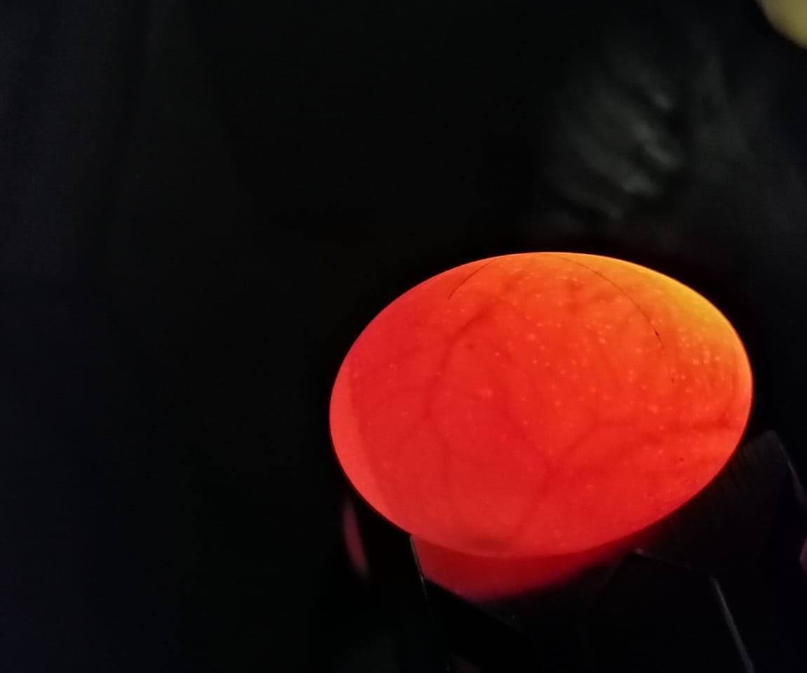 Egg Incubator