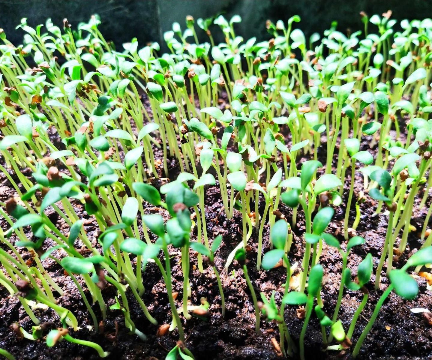 Basic Guide to Grow Micro 'green' 