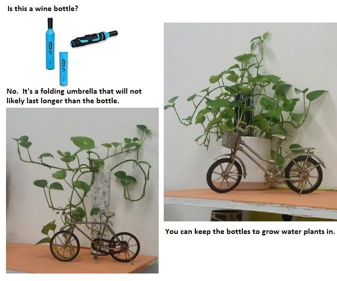 Growing Indoor Plants?