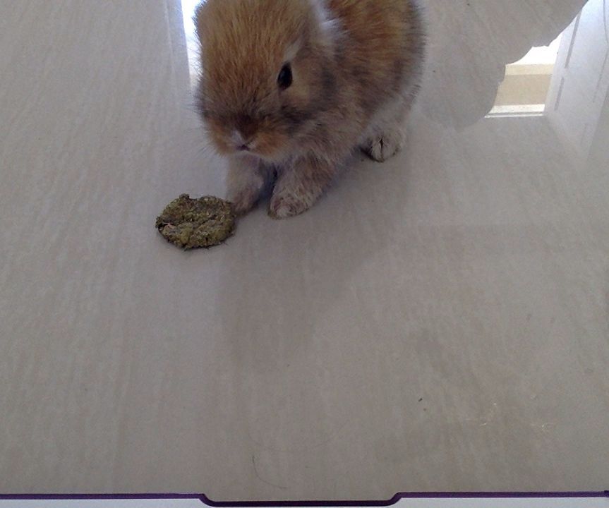 Rabbit Treats