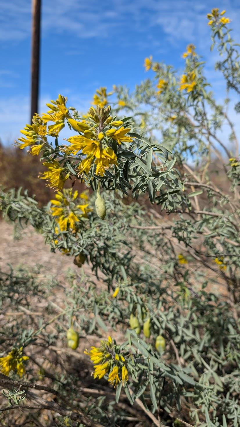 Starting and Growing Cleomella Arborea (California Bladderpod) From Seed