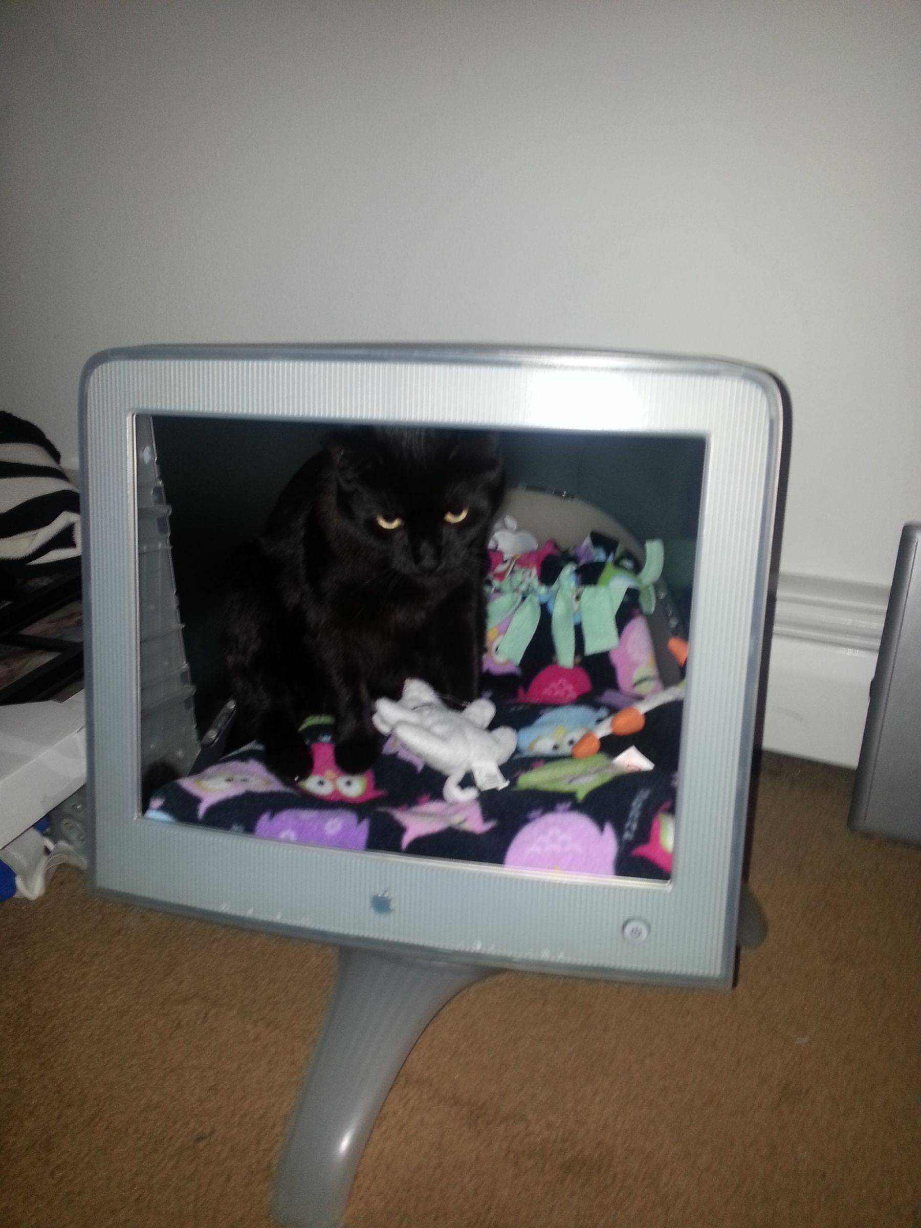 Turn 17in Apple Studio Monitor Into a Cat Bed.