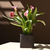 Peace Lilies, a Perfect Gift for Your Special Someone