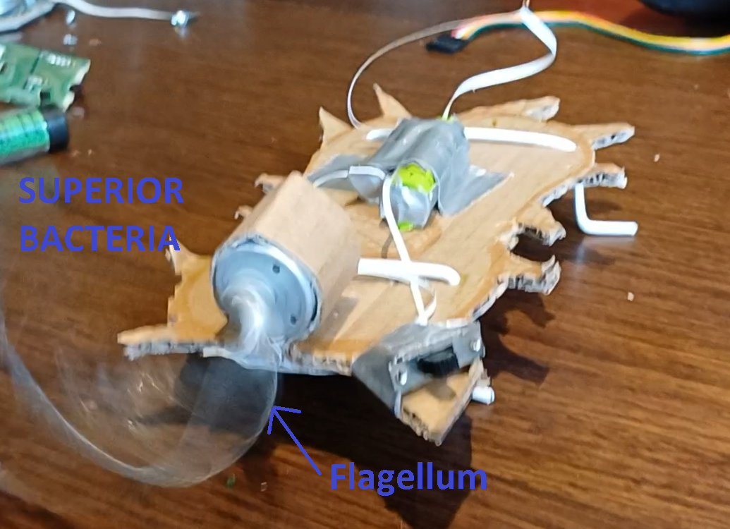 Model of Prokaryotic Bacteria - DC Motor Flagellum
