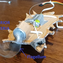 Model of Prokaryotic Bacteria - DC Motor Flagellum