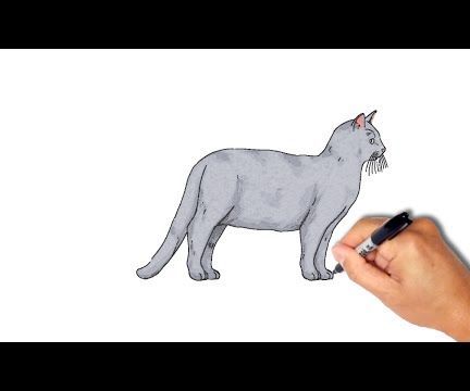 How to Draw a Cat