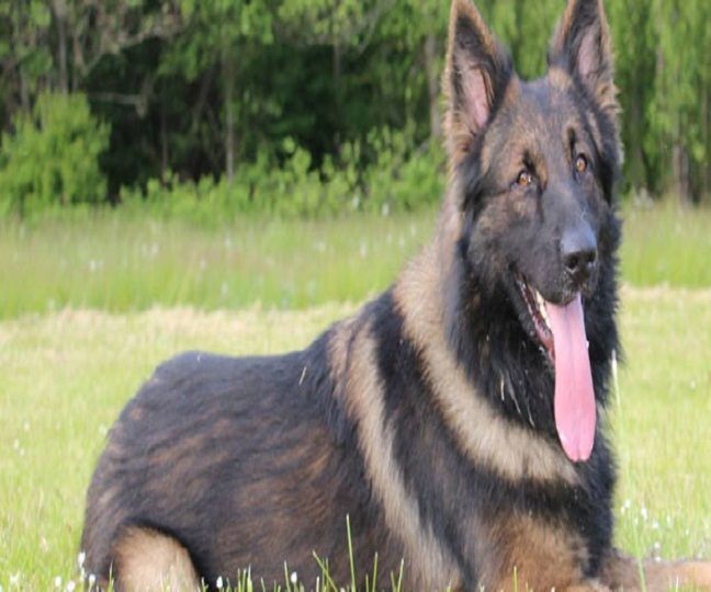 Police K9 Dogs for Sale