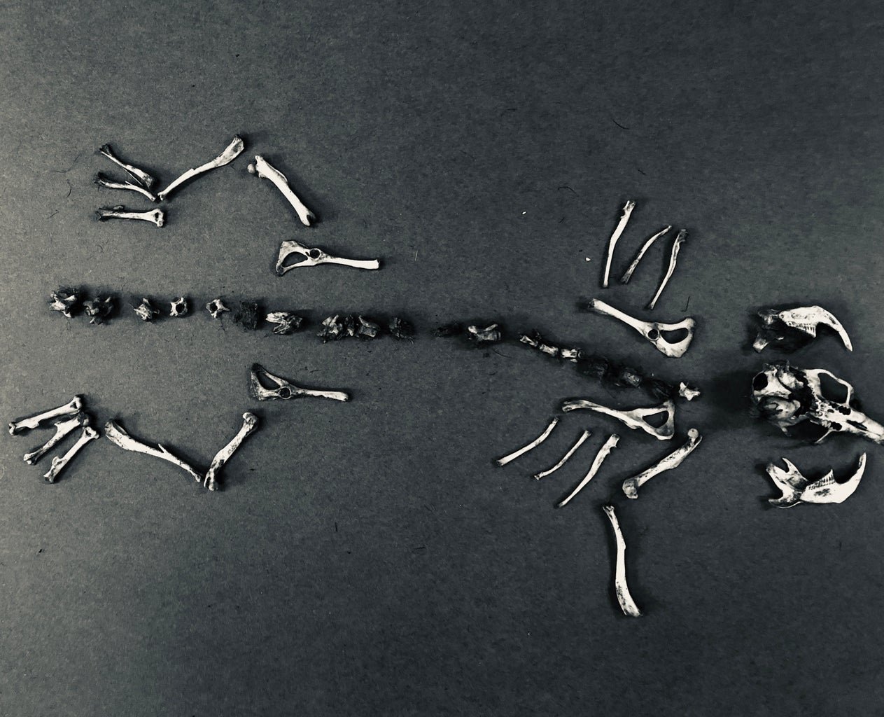 Owl Pellet Dissection : 6 Steps (with Pictures) - Instructables