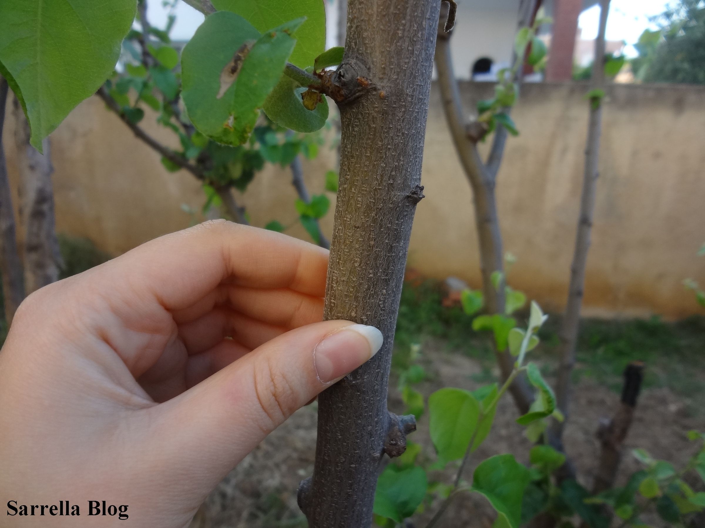 Grafting a Pear Scion to a Quince Tree 14 Steps (with Pictures