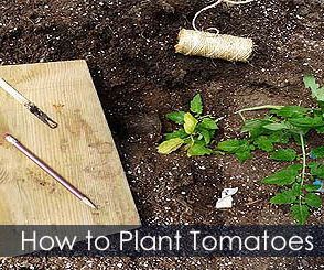How to Plant Tomatoes - Planting Tying Up and Growing Guide