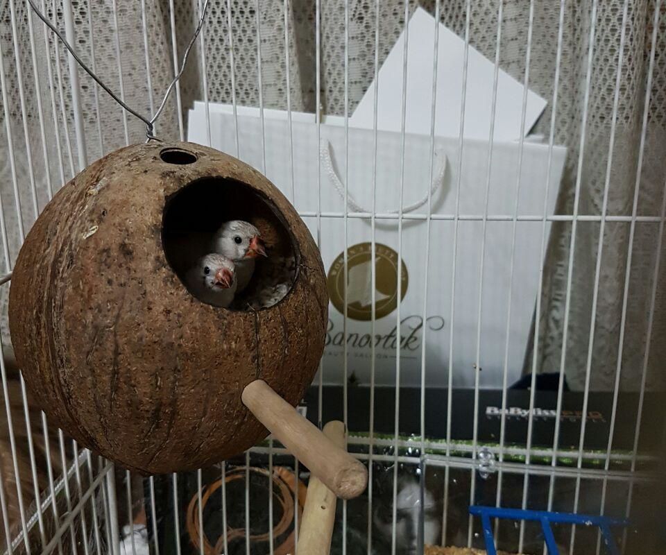 Finch Nest (Birdhouse)