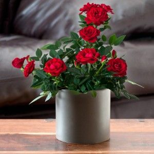 Make Your Gift Special Order Valentine Plants Now