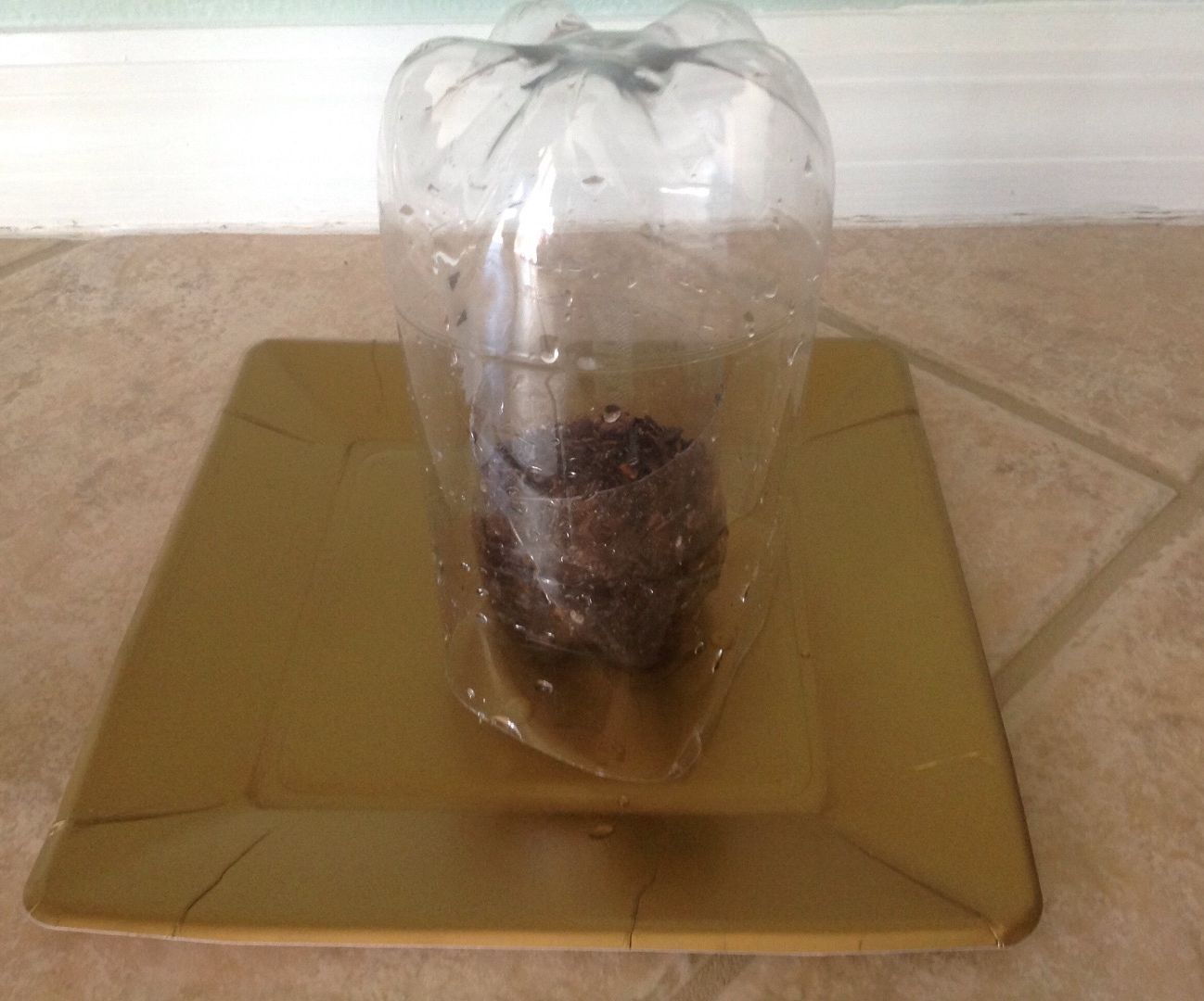 Recycled Bottles Into Pots Fore Growing Plants.