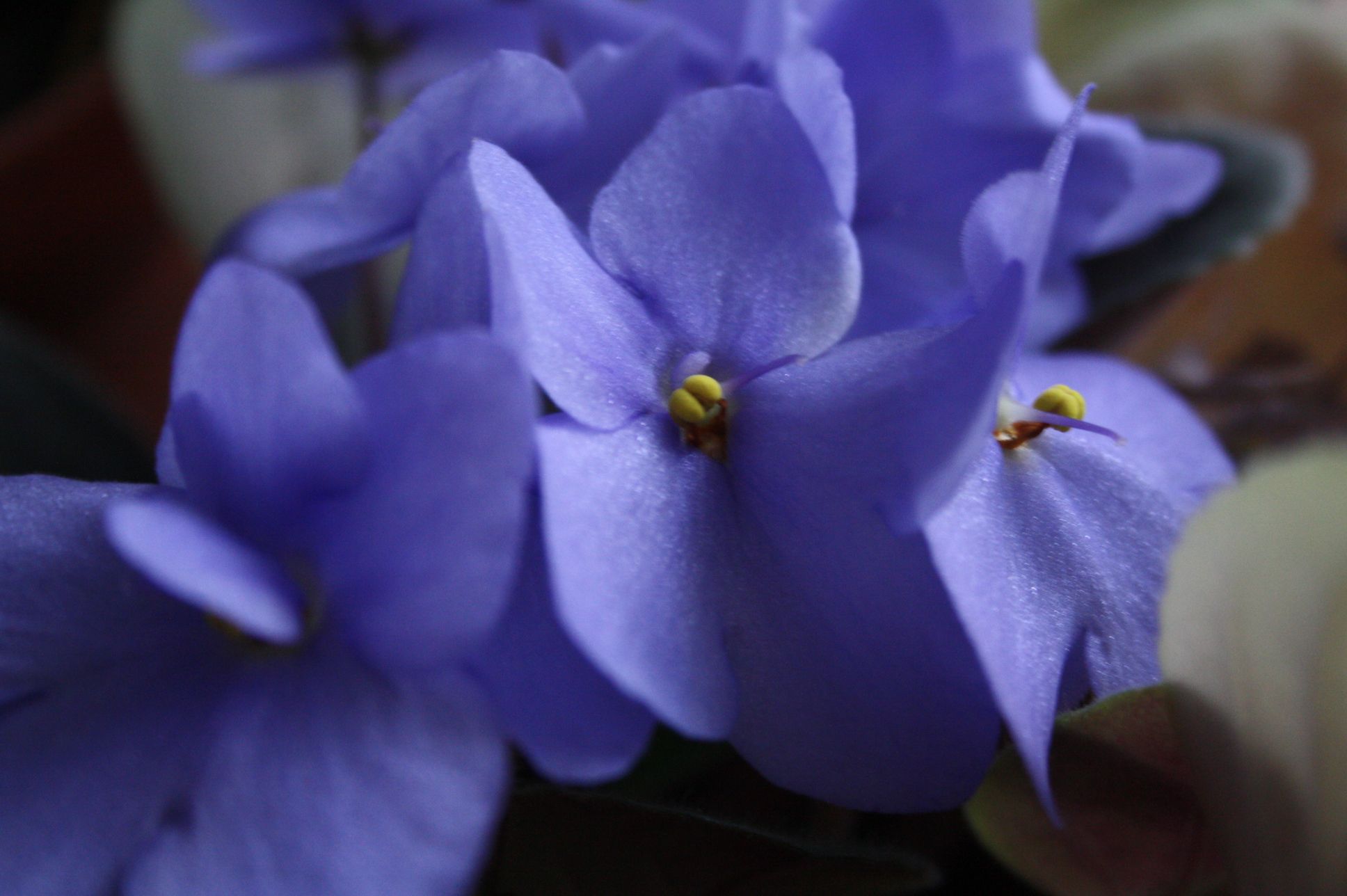 Some Pics of Spring Blooms & Winter Shots (with Pictures) Instructables