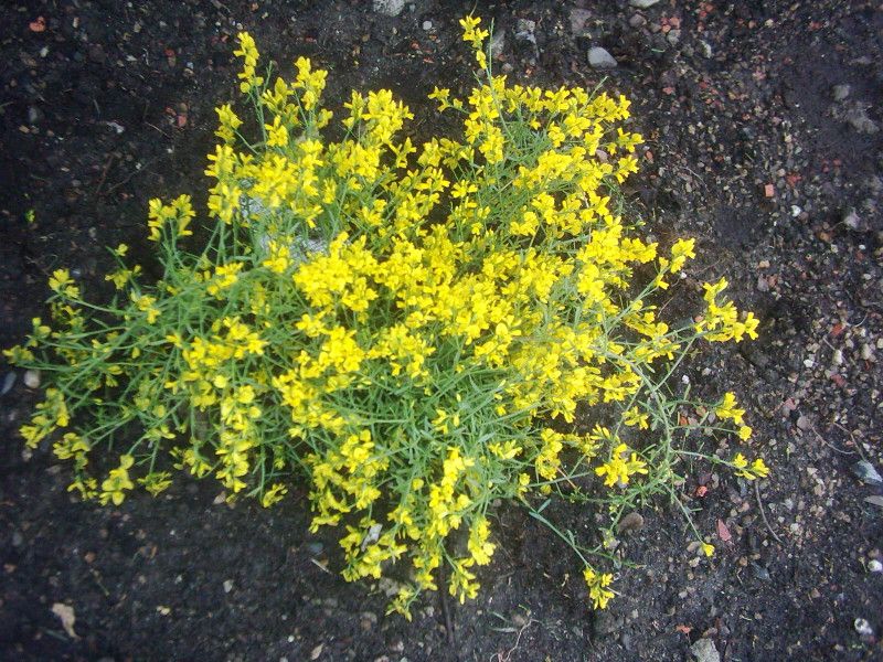 Reduce How Many Times You Water Plants!