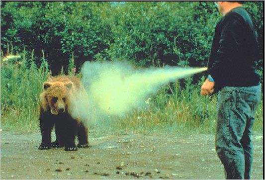 How to Avoid  Bear Attack