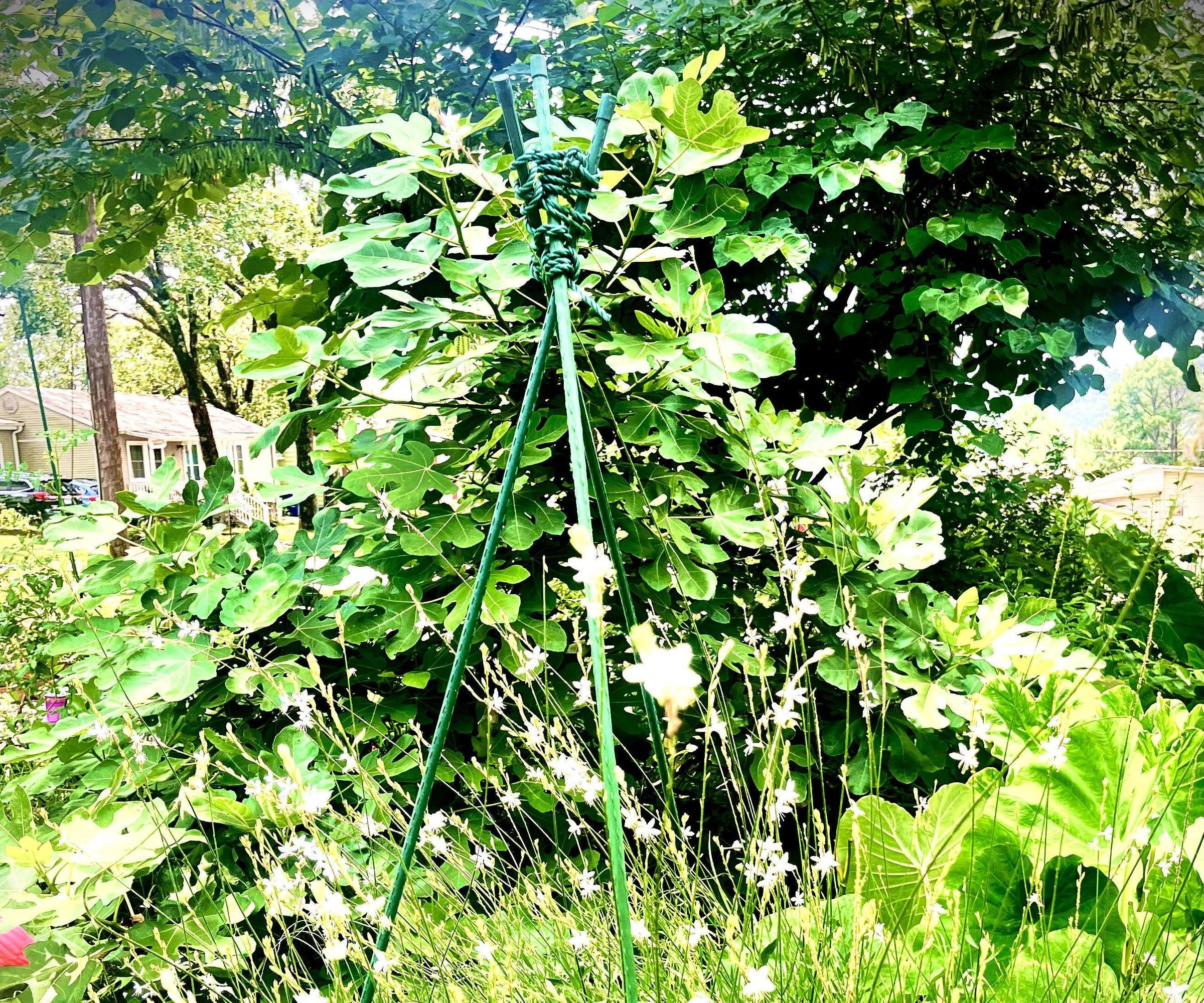 Simple Triangle Trellis