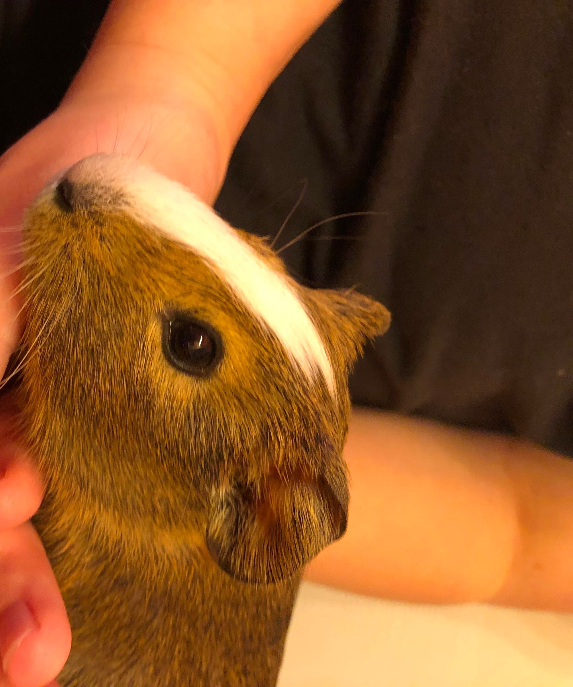 How to Bathe a Guinea Pig