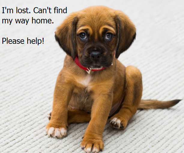 How to Find Your Lost Pet Dog or Cat