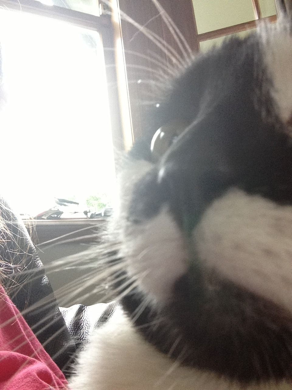 What Is My Kitten's Favourite Drink!