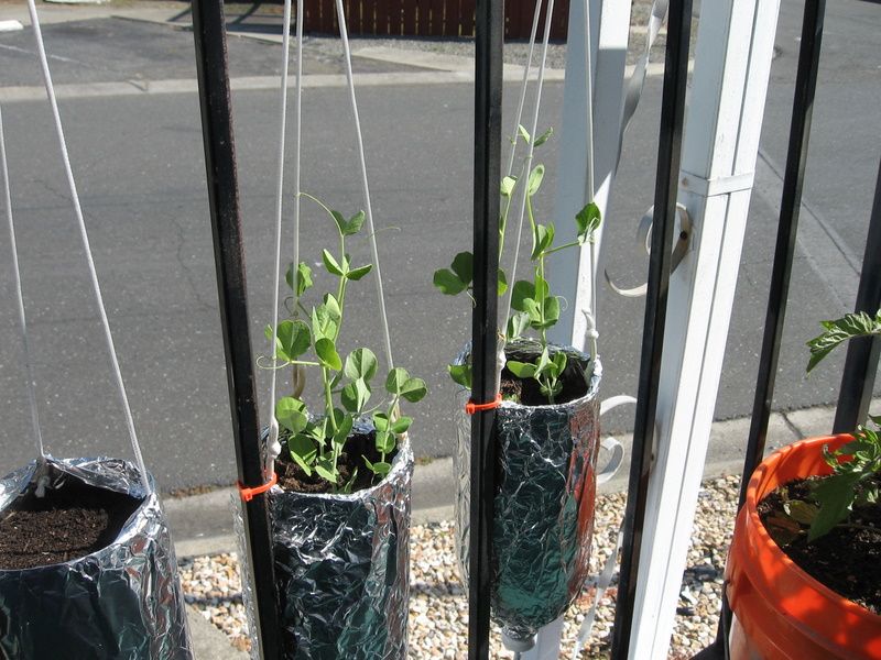 Soda Bottle Garden