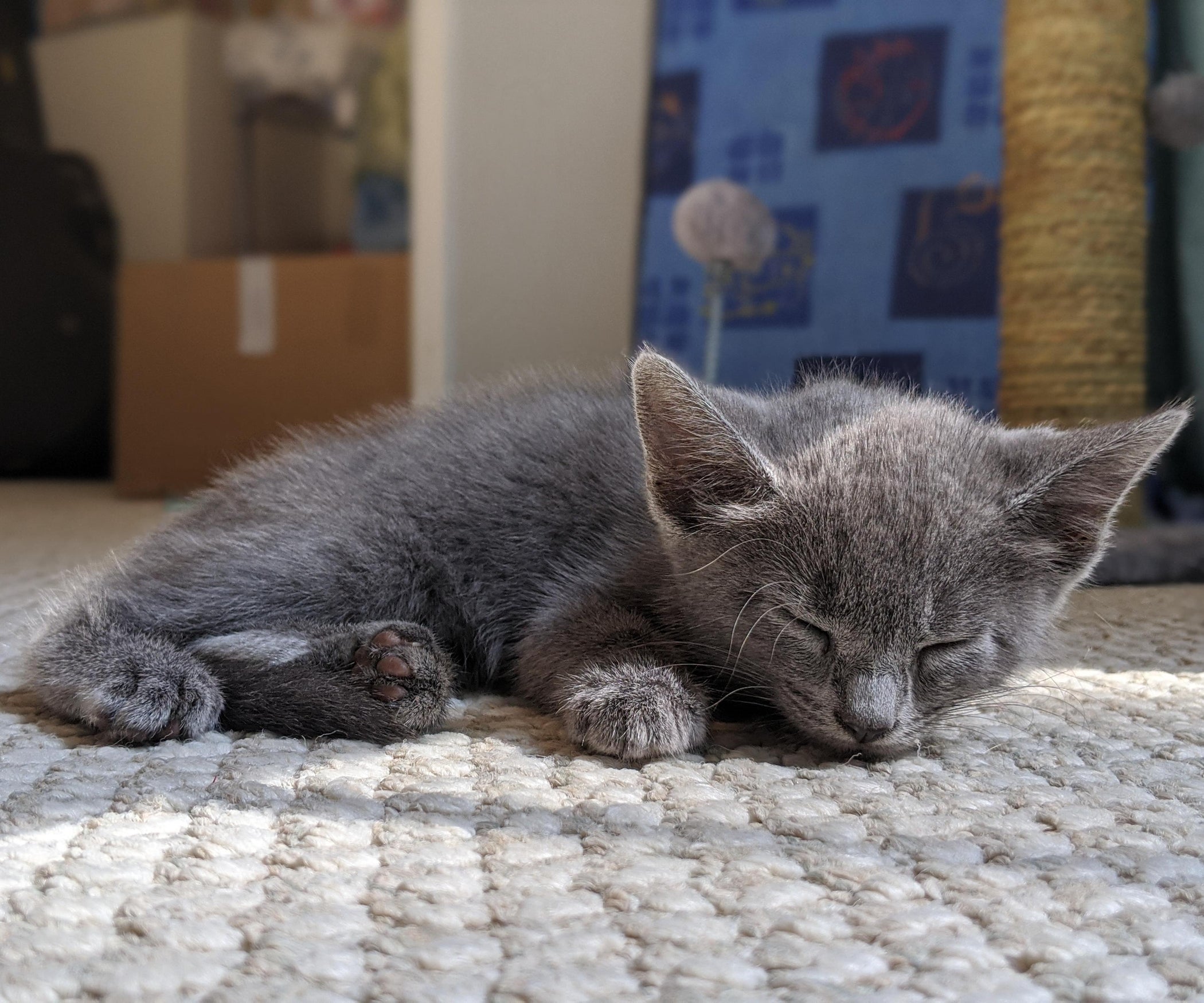 How to Make a Cat Sleep in Their Bed Instead of Yours 5 Steps