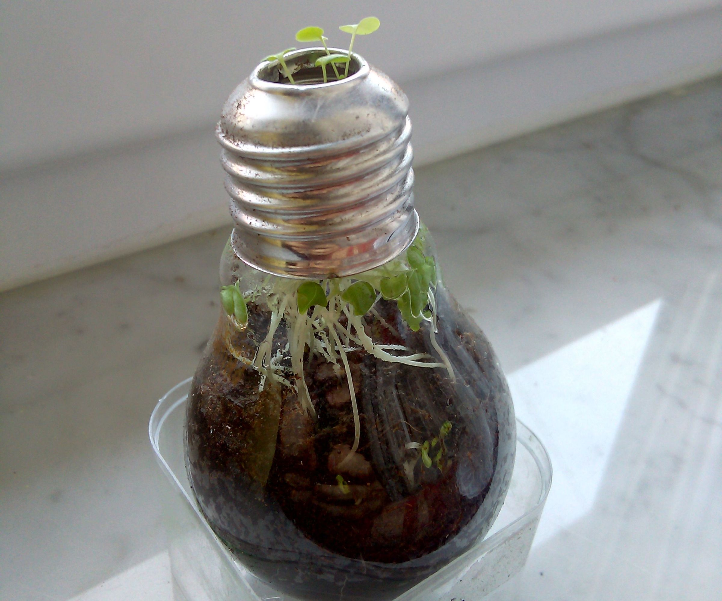 Light bulb planter