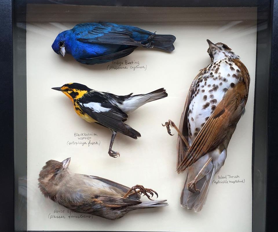 Small Preserved Animal Shadowbox Display