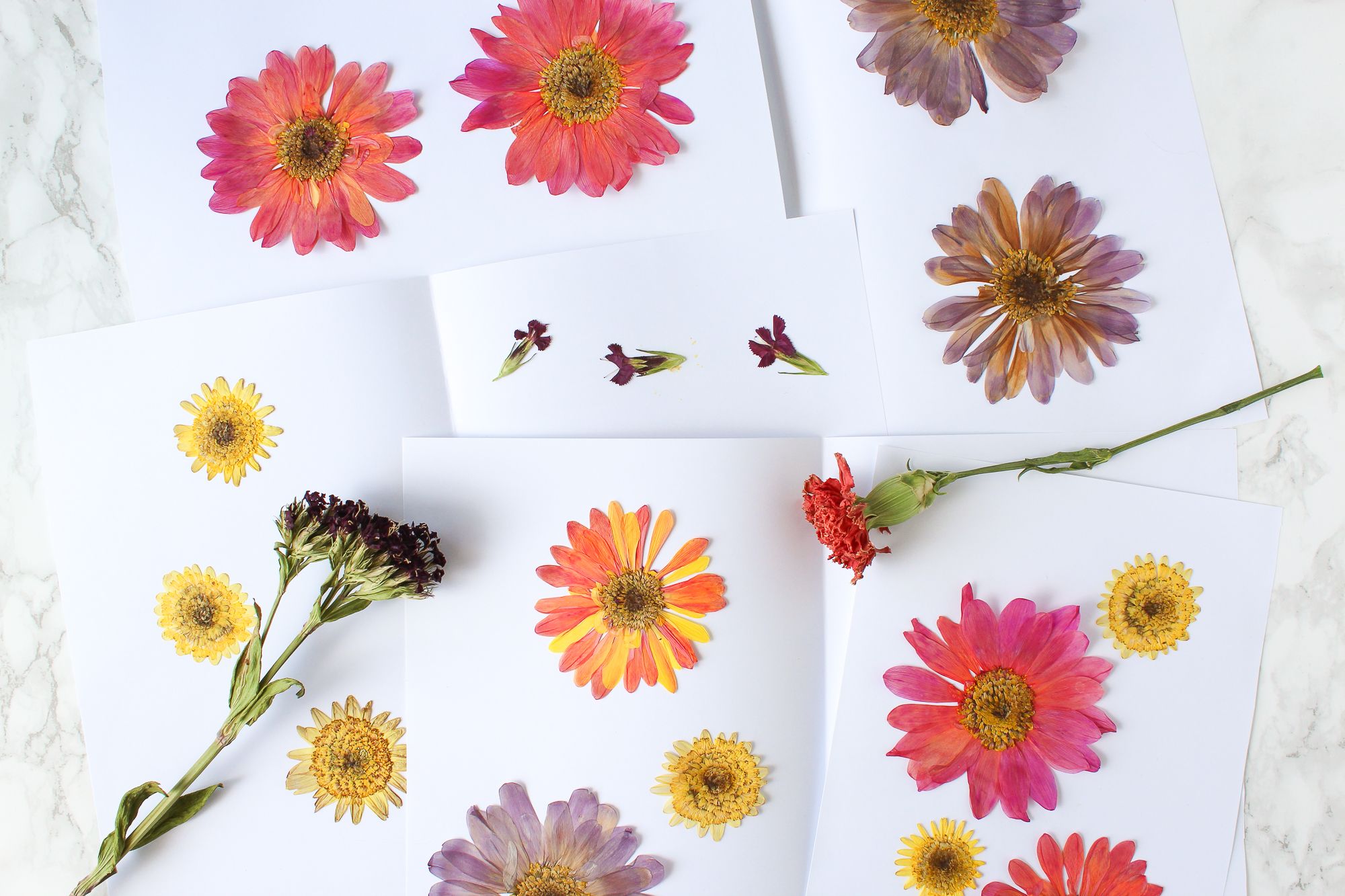 How to Press and Dry Flowers (and Leaves!) 8 Steps (with Pictures