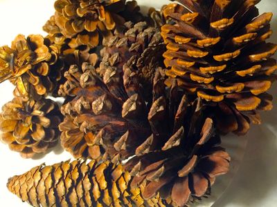 Pine Cones: