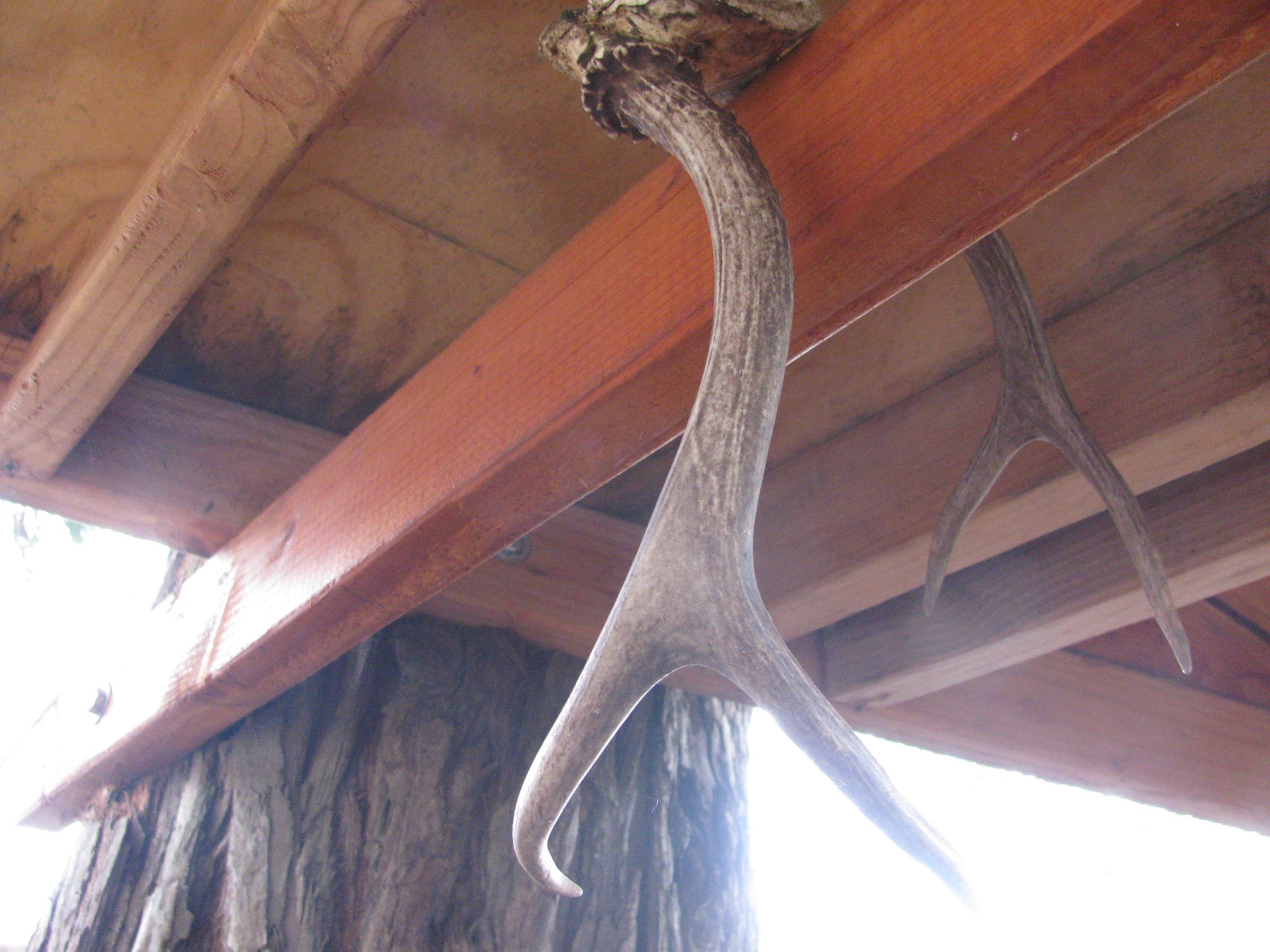 How to Mount Deer Antlers Instructables