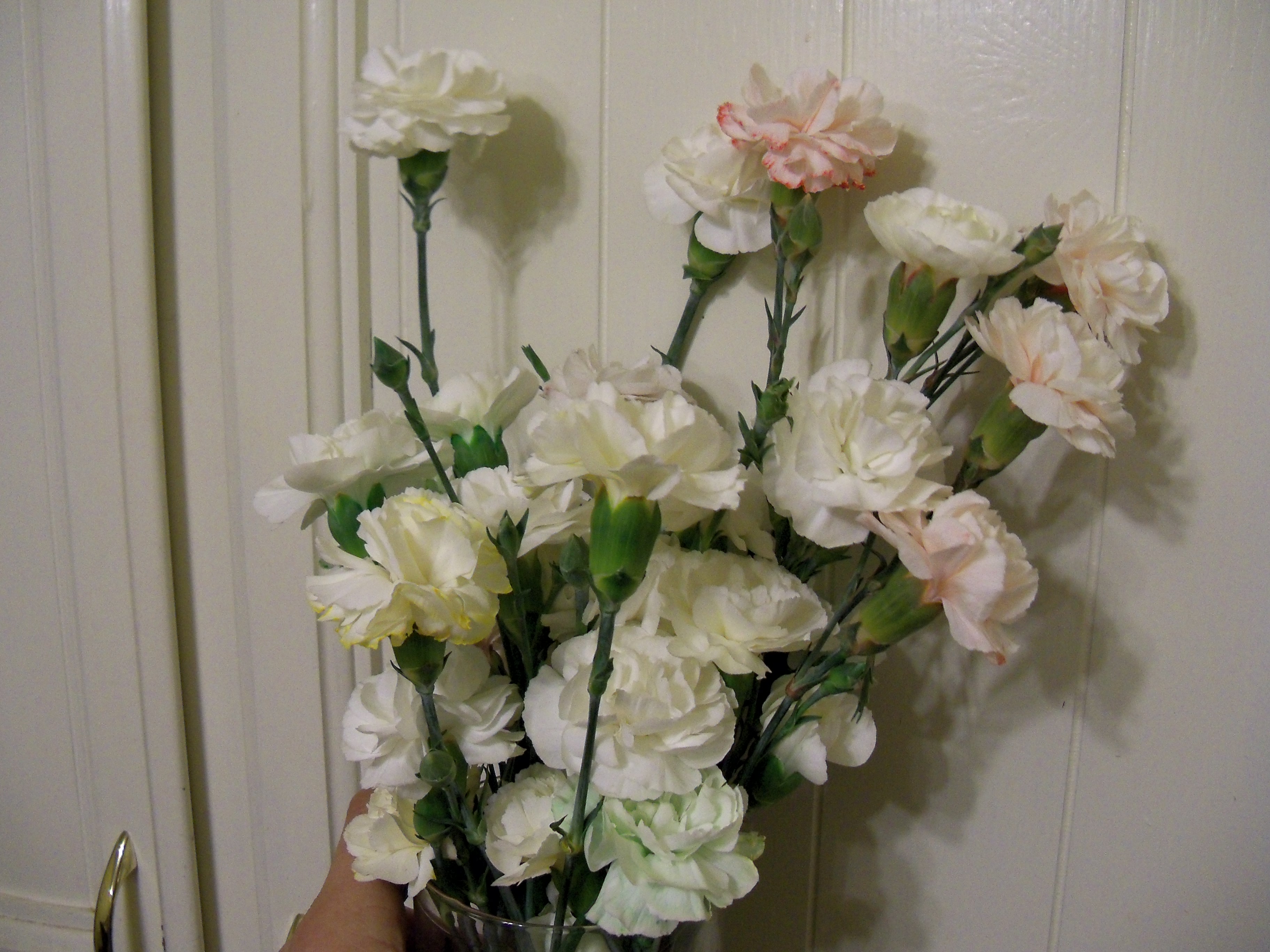 Make Multicolored Carnations . . . With Science! 5 Steps (with