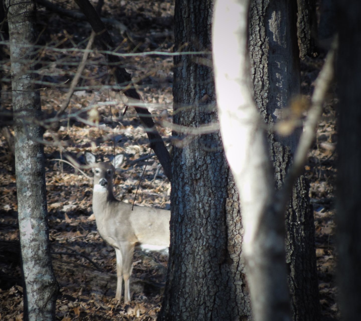 salt lick for deer hunting