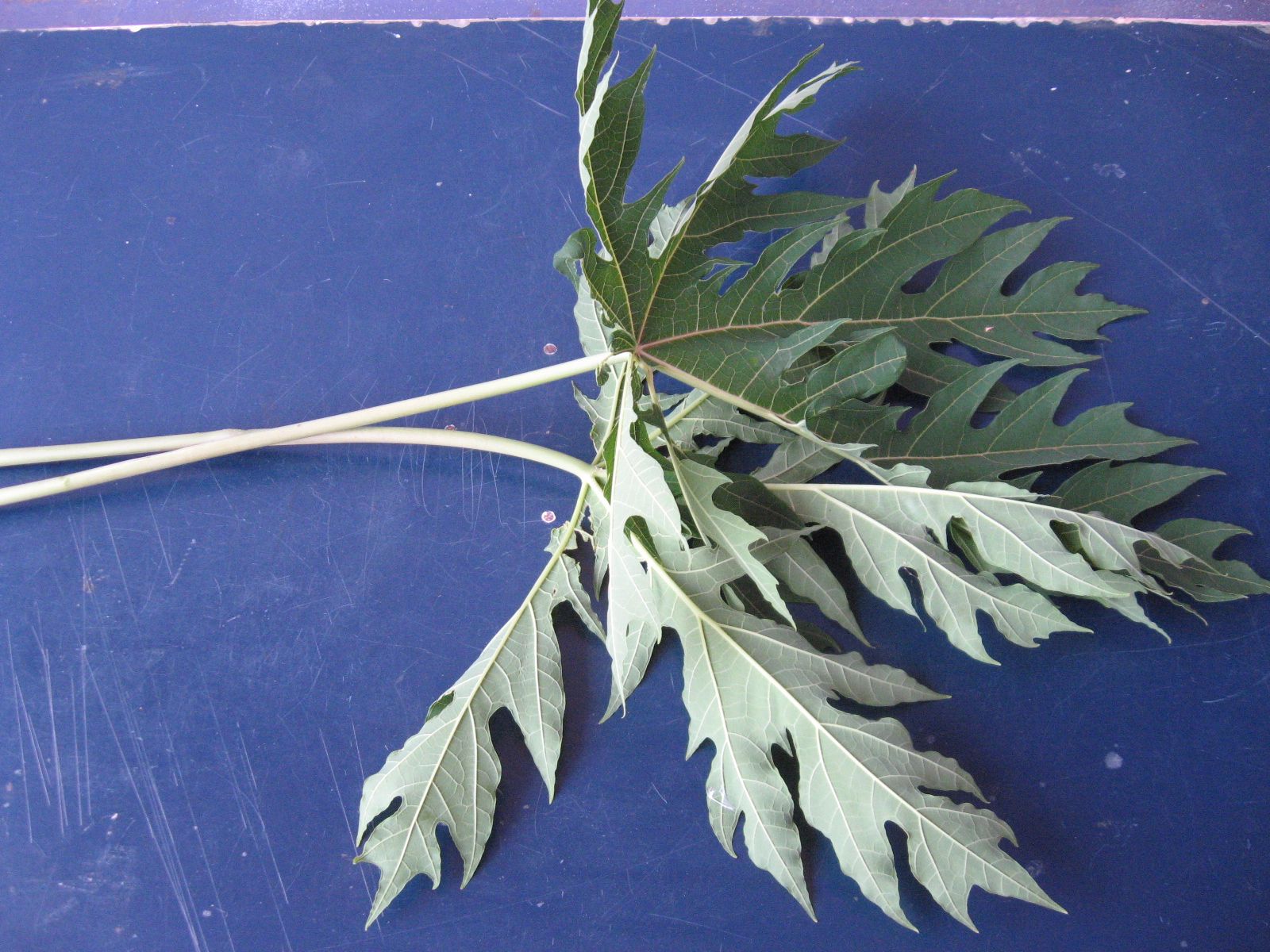 Home Remedy Papaya Leaf Oinment for Muscle Pain and Twisted Joints