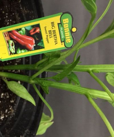 Planting Big Bertha Bell Peppers