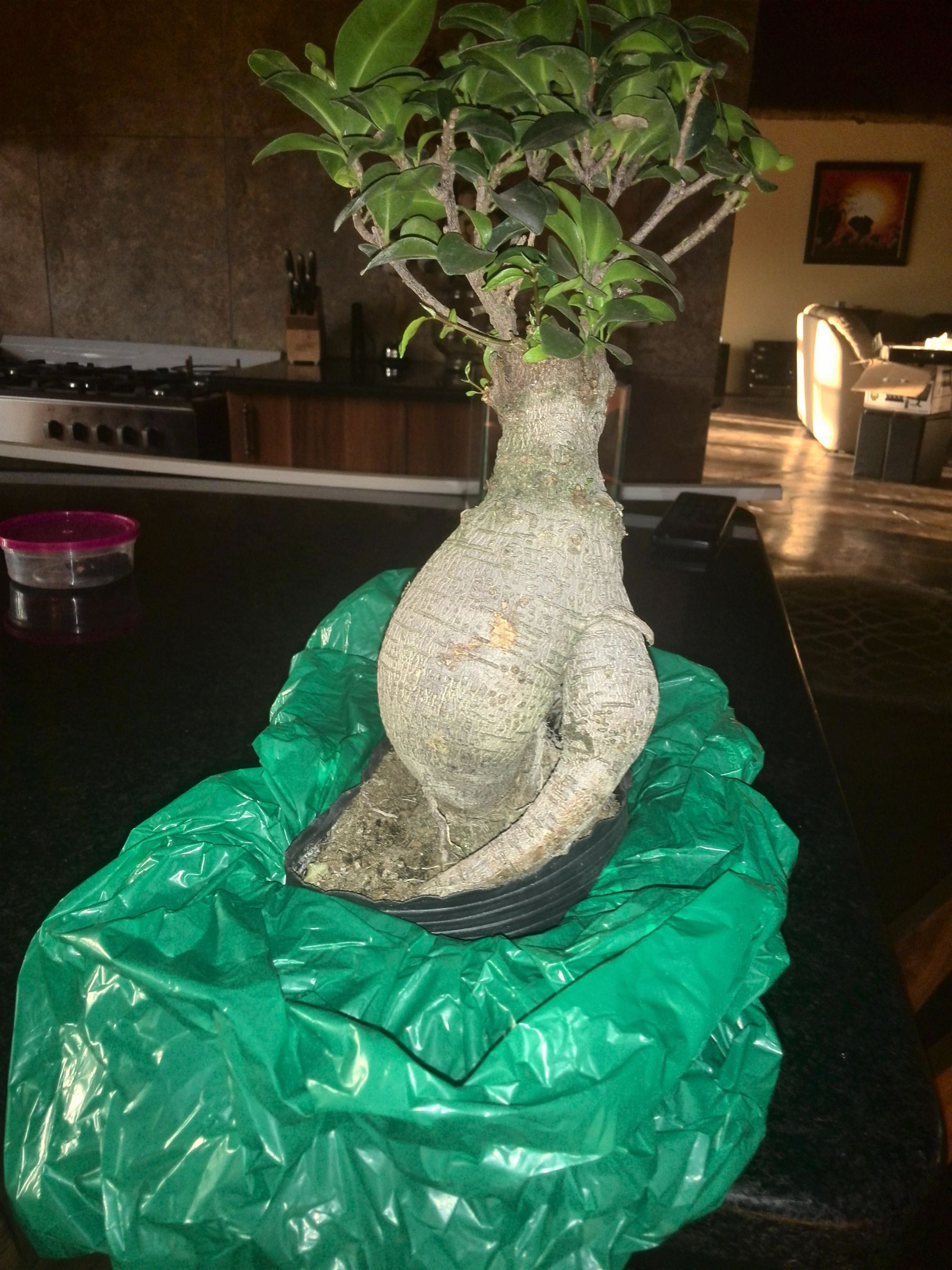 Bonsai Aquaponic 9 Steps Instructables