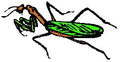 Wild Animals - Lethal/Non-Lethal - Animals