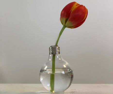 Light Bulb Vases