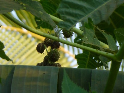 how to make castor oil at home