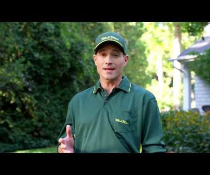 Tips for a Lush Lawn