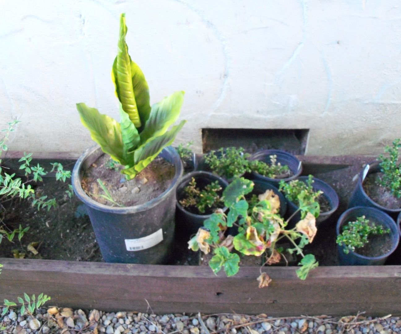 Potted Safe