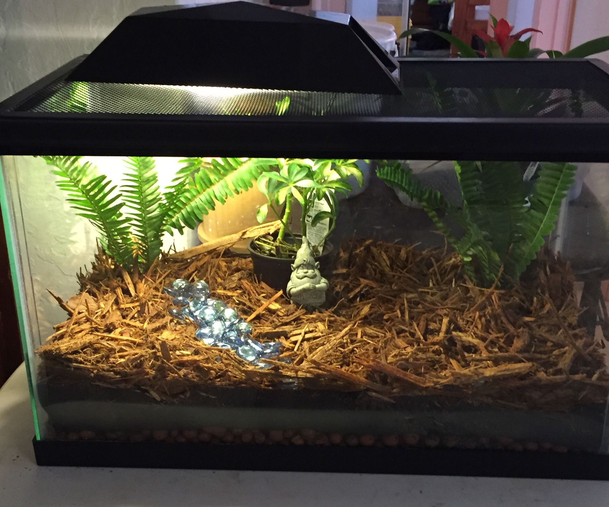 Indoor Garden or Terrarium