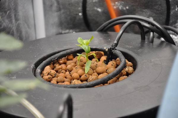 DIY Hydroponics Top Drip Bucket System