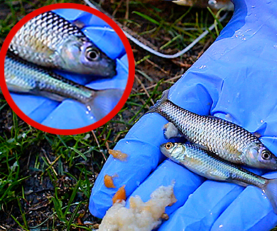 How to Make a Fish Bottle Trap ! Survival Tips!